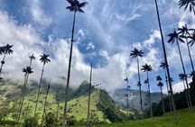 Private Tour to Cocora Valley and Salento with Transportation Included