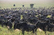 6 Days Serengeti Classic Safaris Odyssey in Tanzania