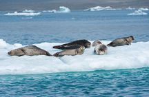Private Glacier Lagoon & Diamond Beach Tour