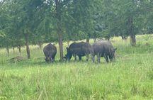 3 Day Murchison Falls NP Wildlife Tour, Chimps & Rhino Tracking. 