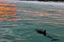 Guided Sunset and Dolphin Cruise Non Private in Destin, FL
