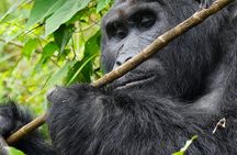 3 Days Gorilla Trekking Safari to Bwindi Impenetrable NP Uganda