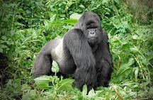 3 Days Gorilla Trekking Safari to Bwindi Impenetrable NP Uganda