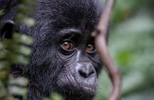 3 Days Gorilla Trekking Safari to Bwindi Impenetrable NP Uganda