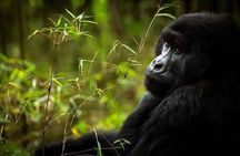 3 Days Gorilla Trekking Safari to Bwindi Impenetrable NP Uganda