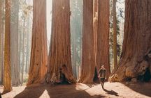 Sequoia & Kings Canyon Two Day Private Tour and Hike