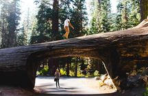 Sequoia & Kings Canyon Two Day Private Tour and Hike