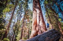 Sequoia & Kings Canyon Two Day Private Tour and Hike