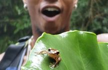 Rainforest River Hike and Waterfalls Adventure