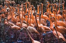 National Aviary & Mambo Beach Club Baru - Playa Blanca 
