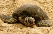 Unforgettable Day on Oahu | Small Group Circle Island Tour