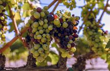 3-Winery Tour Includes Tastings & Lunch from Santa Ynez/Solvang