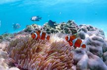 Pattaya : Finding Nemo Snorkeling Tour by Private speedboat