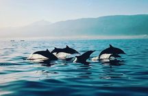 All inclusive Lovina Dolphins Sunrise tour, Waterfall & Temple 