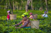 Palampur's Guided Day Tour: Discover the Tea Capital.