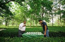 Palampur's Guided Day Tour: Discover the Tea Capital.