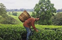 Nairobi to Kiambethu Tea Farm Tour