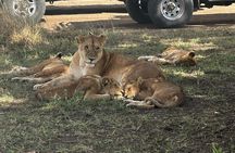 7 Days Tour in Big Five Private Safari in Tanzania