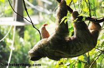 Sloths Watching Tour through Sloth's Territory