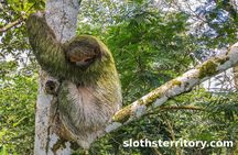 Sloths Watching Tour through Sloth's Territory