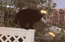 Galveston "Dark of the Moon" Ghost Tour + Red Light District Tour