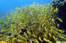 Private Scuba Diving Initiation with Licensed Guide