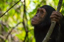 5 Days Gorilla and Chimpanzee Trekking in Uganda