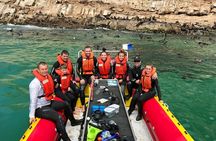 Swim with the Seals in Plettenberg Bay