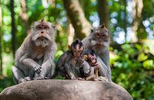 Full Day Best of Ubud Private Tour 