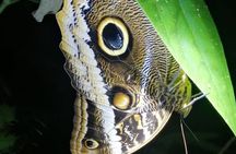 Manuel Antonio Night Jungle Tour