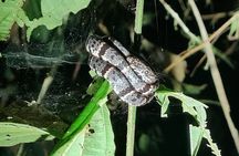 Manuel Antonio Night Jungle Tour