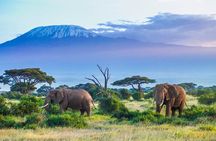  2 Days Amboseli National Park Safari Escape with Kentau