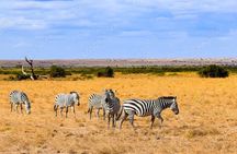  2 Days Amboseli National Park Safari Escape with Kentau