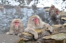 Day Trip Snow Monkey in Nagano from Tokyo by bullet train