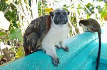 Monkey and Sloth Jungle Habitat Panama Tour 