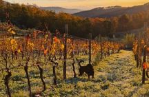 Honest Wines- Wine tasting at Cantina Biagiotti
