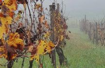 Honest Wines- Wine tasting at Cantina Biagiotti