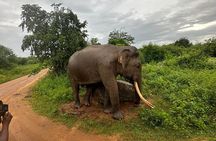 Udawalawe National Park | Private Safari Tour