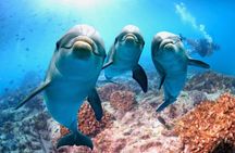 Full-Day Dolphin House from Hurghada