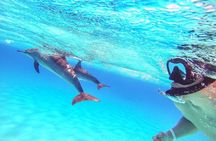 Full-Day Dolphin House from Hurghada