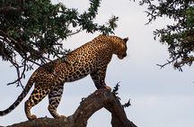 3 Days and 2 Nights Adventure in Masai Mara