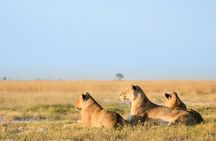 3 Days and 2 Nights Adventure in Masai Mara