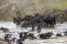 3 Days and 2 Nights Adventure in Masai Mara
