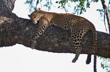 Kruger National Park Day Trip From Johannesburg