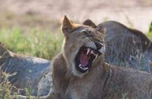 Kruger National Park Day Trip From Johannesburg