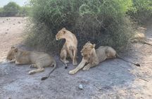 From Victoria Falls: Hwange National Park Day Safari