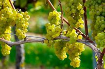 Full-Day Wine Tasting Tour in Athens with Visit to Cape Sounio