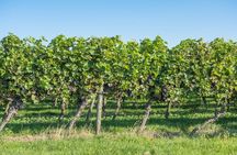 Full-Day Wine Tasting Tour in Athens with Visit to Cape Sounio