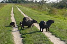 Connect with the nature of Iberá on a private tour