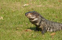 Connect with the nature of Iberá on a private tour